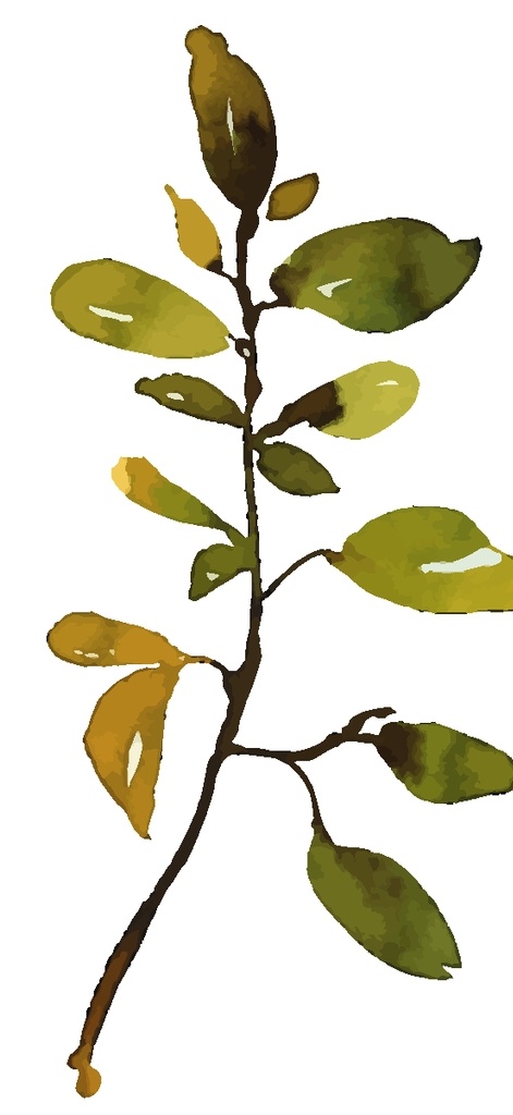 小 清新 水彩 植物 树枝 小清新植物 水彩树枝 植物树枝 树叶绿叶 水彩装饰 绿叶叶片