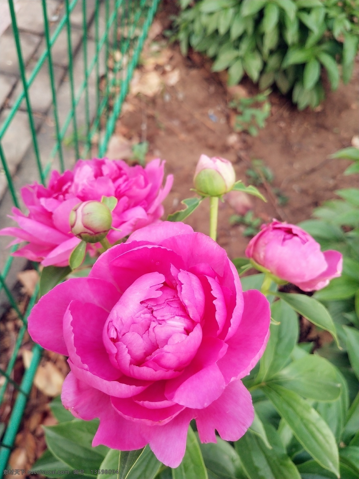 洛阳牡丹 花 绿叶 旅游 文化 历史 含苞待放 花池 路过的风景 旅游摄影 自然风景