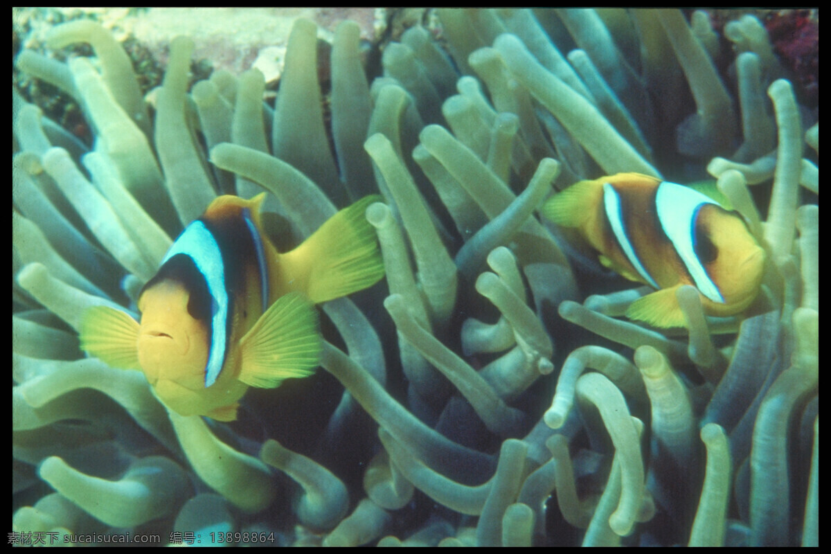 热带鱼 海底生物 海底世界 海底鱼类 海洋生物 生物世界 珊瑚丛 小丑鱼 尼莫