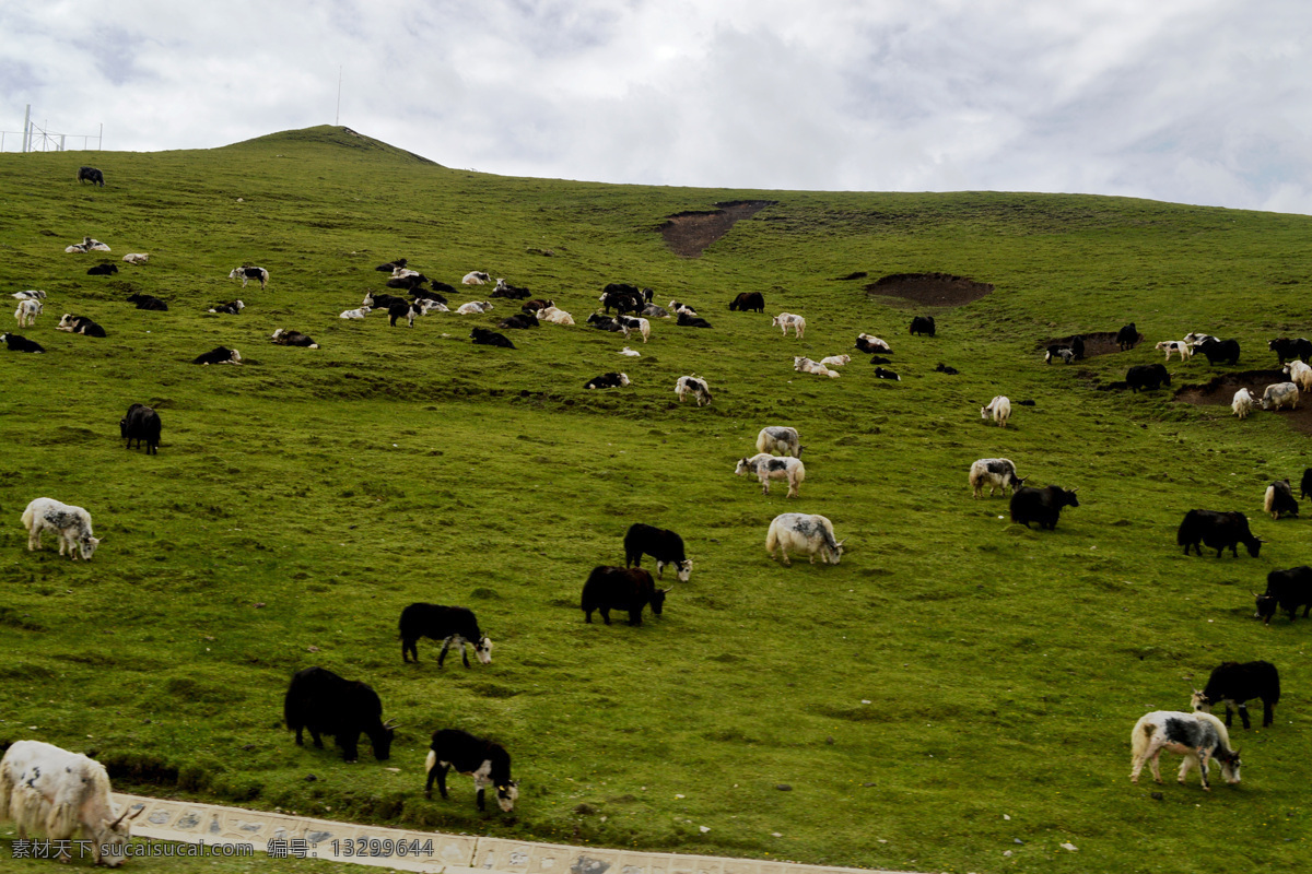 草原牛羊摄影 草原 牛羊 雪山背景 摄影图片 自然景观 自然风景