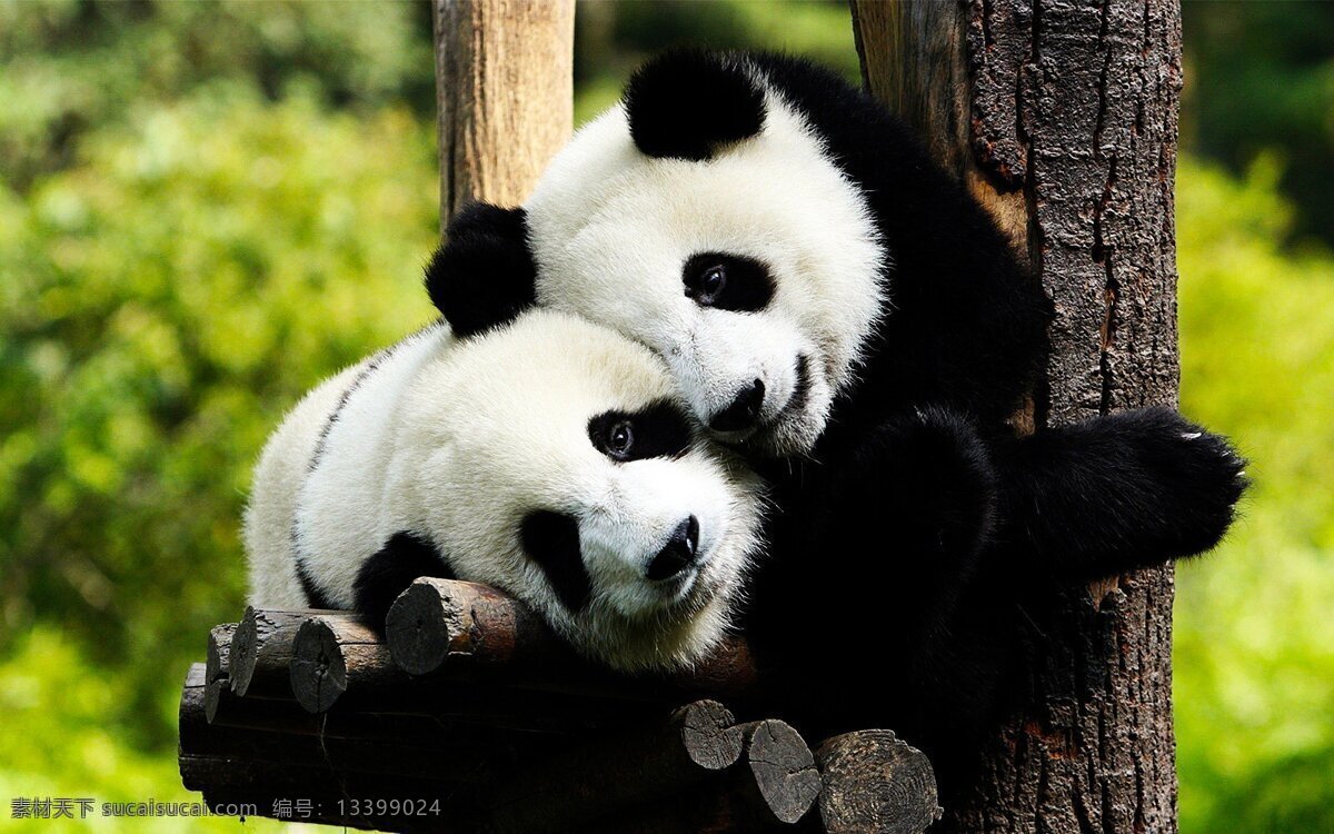大熊猫 熊猫 动物世界 野生动物 生物世界