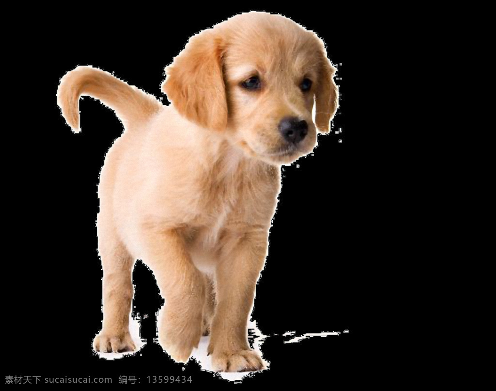 走路 黄色 小狗 狗 免 抠 透明 可爱 漂亮走路的狗 走路的狗图片 走路的宠物狗 走路的萌狗 狗广告图 狗海报图