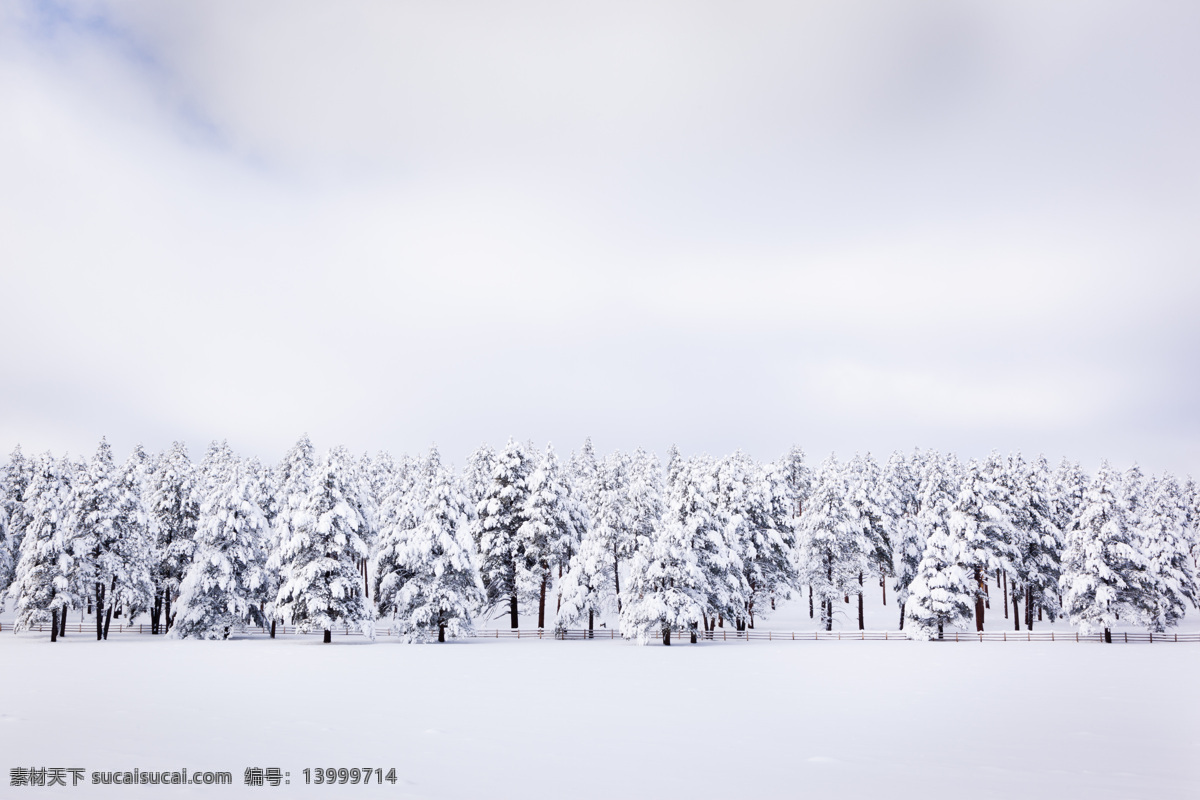 冬季美景 美丽风景 雪地 树木漂亮景色 风景摄影 雪地风景 自然风景 冬天树木风景 自然景观 白色