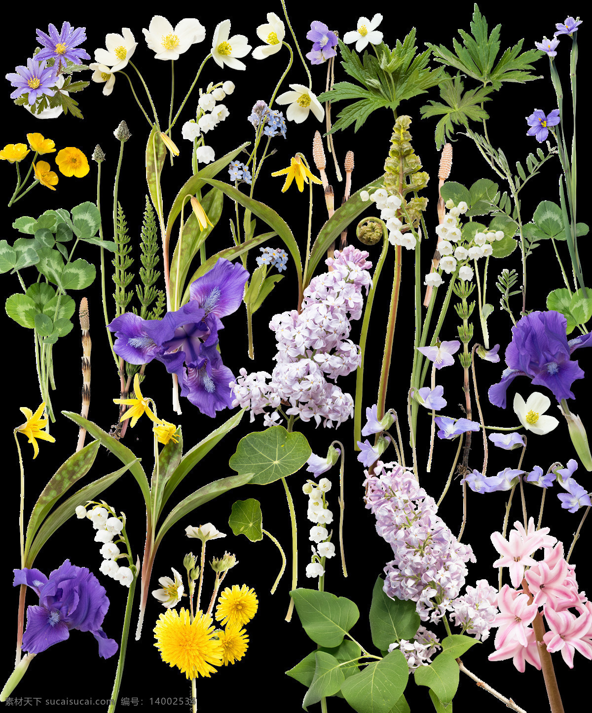 各种各样 花朵 元素 紫色 白色 黄色