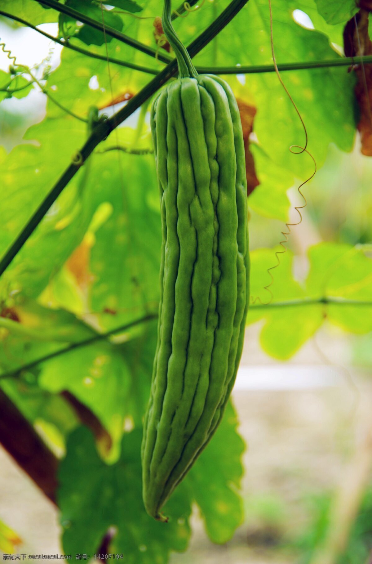 大苦瓜 菜篮子工程 蔬菜基地 棚架瓜果 瓜果棚架 瓜果支架 竹竿 瓜藤 瓜叶 光影 天空 蔬菜 生物世界