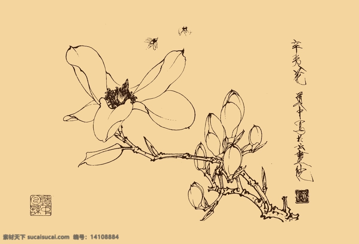 白描辛夷花 辛夷花 白描 国画 中国画 古典 花卉 分层 源文件