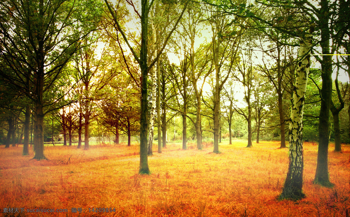 秋天 景色 枫叶 枫树林 落叶 黄叶 叶子 树叶 树林 美景 风景 山水风景 风景图片