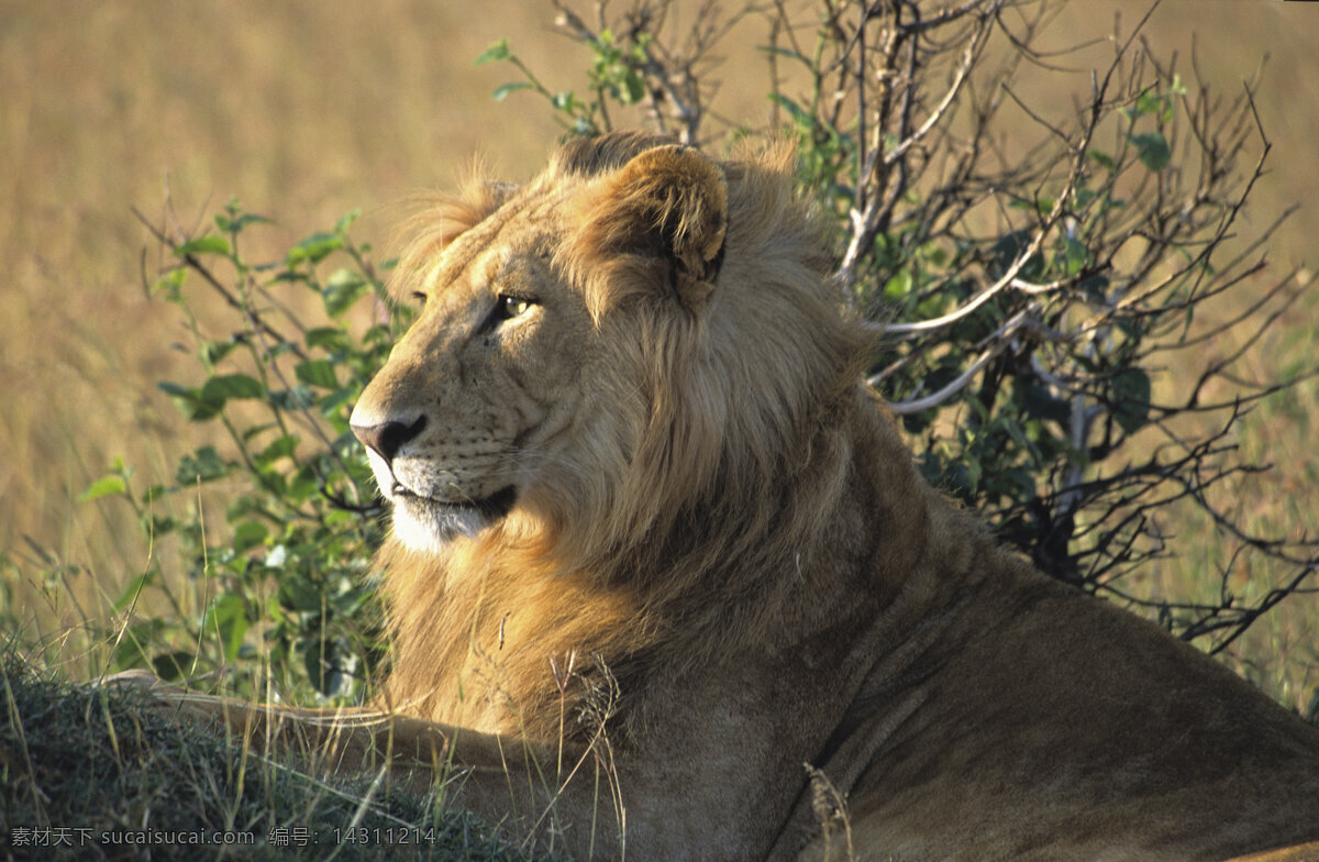 雄狮摄影 雄狮 狮子 野生动物 动物世界 摄影图 陆地动物 生物世界 黑色