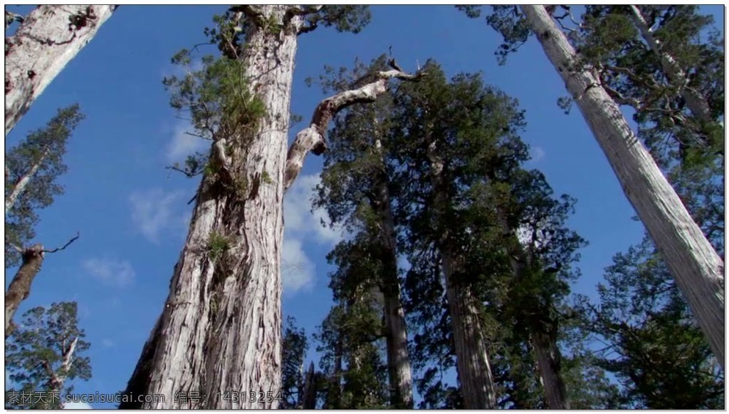 树林 动态 视频 森林 树木 自然 视频素材 动态视频素材