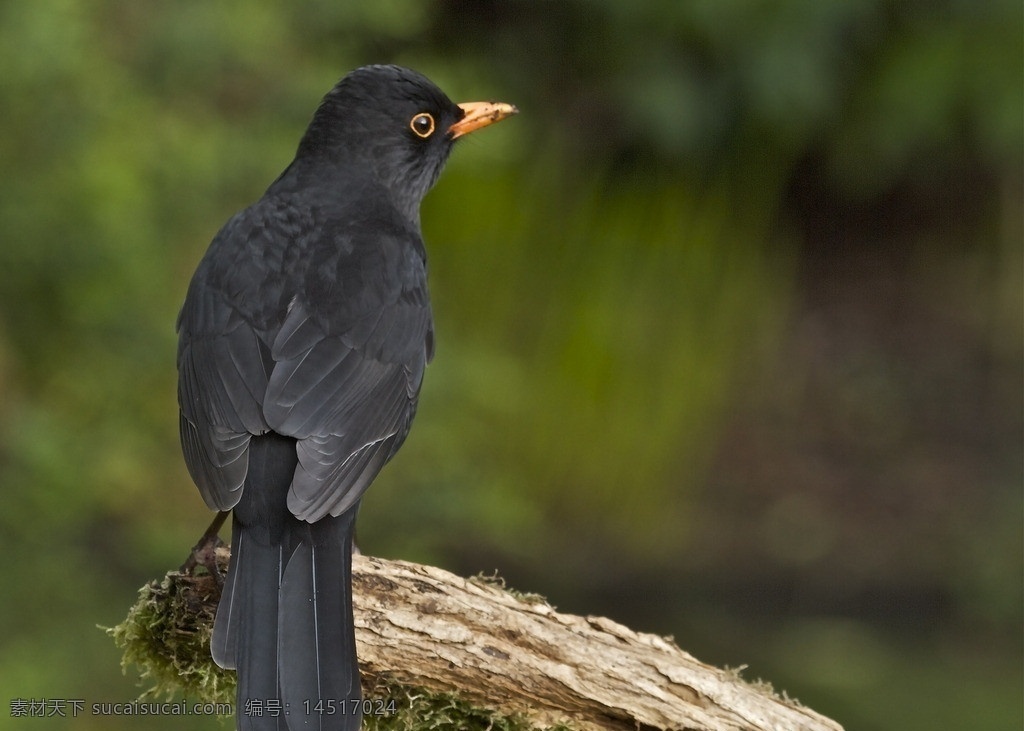 黑鸟 锈色黑鸟 锈色黑鹂 锈色鹩哥 鸟类 鸟类高清图 生物世界