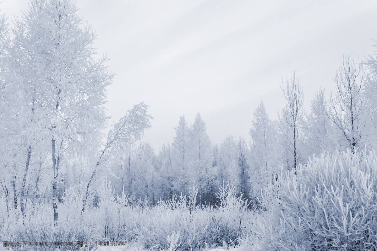 冬季 雪景 冬天 美丽风景 景色 美景 积雪 雪地 森林 树木 雪景图片 风景图片