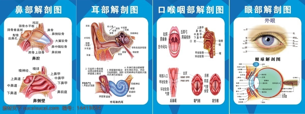 五官解剖图 五官科 解剖图 五官科解剖图 医院解剖图 五官科挂图 生活百科