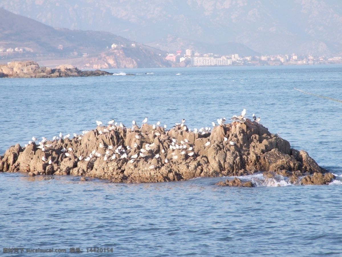 礁石 上 一群 鸥 海滨 海水 群鸥 小憩 山 城 背景 海滨美景 国内旅游 旅游摄影