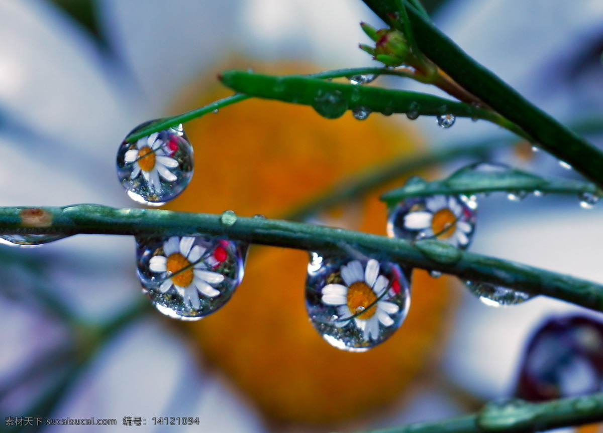 高清图片 晶莹剔透 水滴 透明 雨点 自然景观 奇异 水珠 奇异的水珠 花辨 洁净 psd源文件
