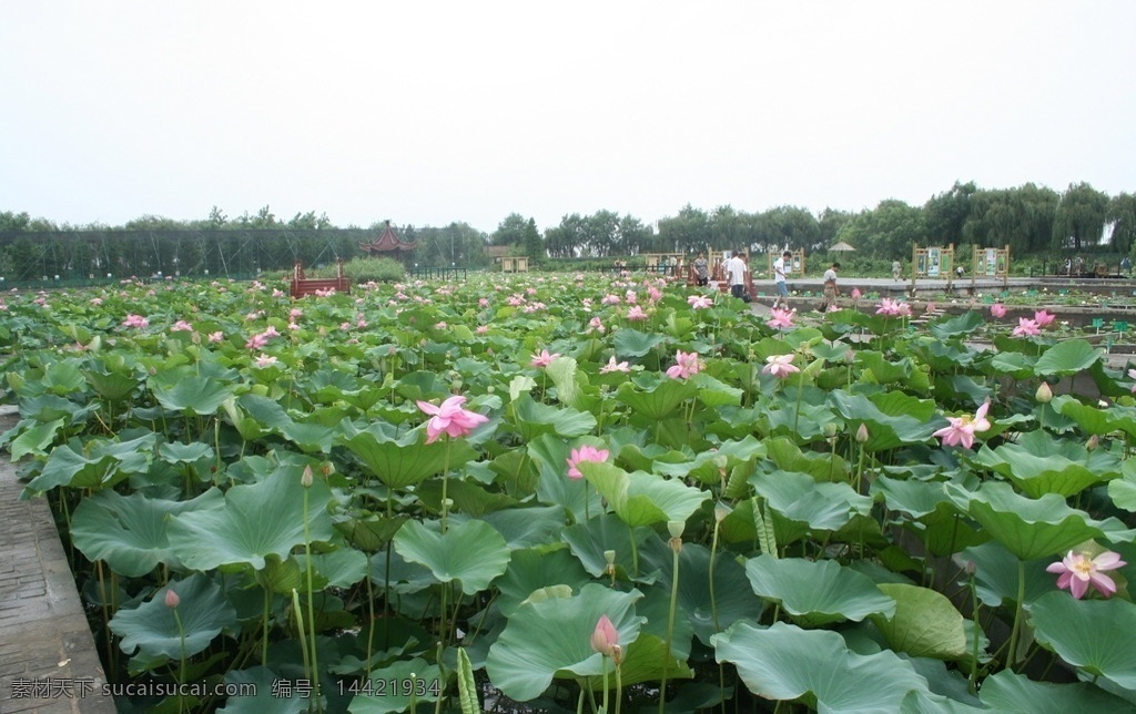 洪泽湖荷花 洪泽湖 荷花 荷叶 荷花池 树林 人 河水 小桥 小亭 花草 生物世界