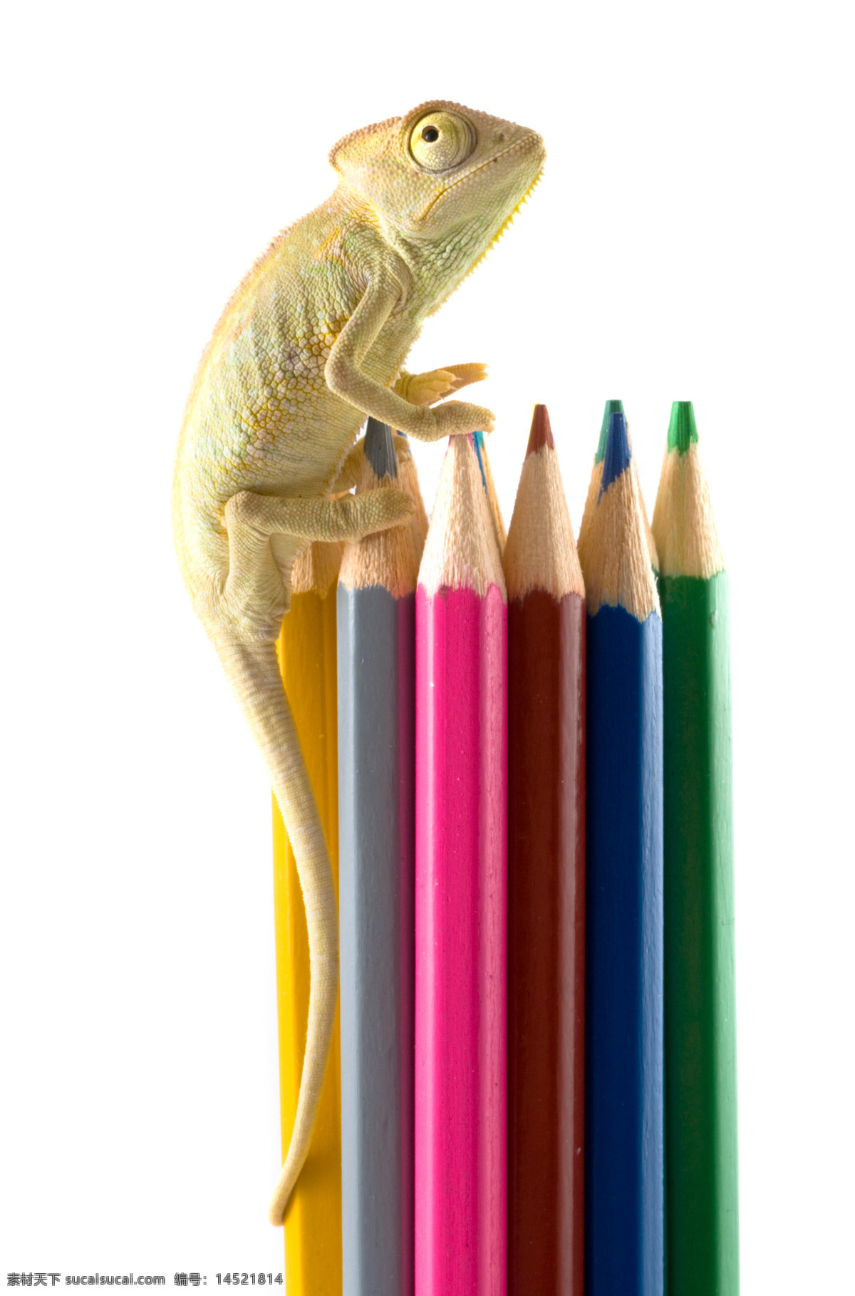蜥蜴 彩色 铅笔 变色龙 彩色铅笔 画笔 动物世界 陆地动物 生物世界