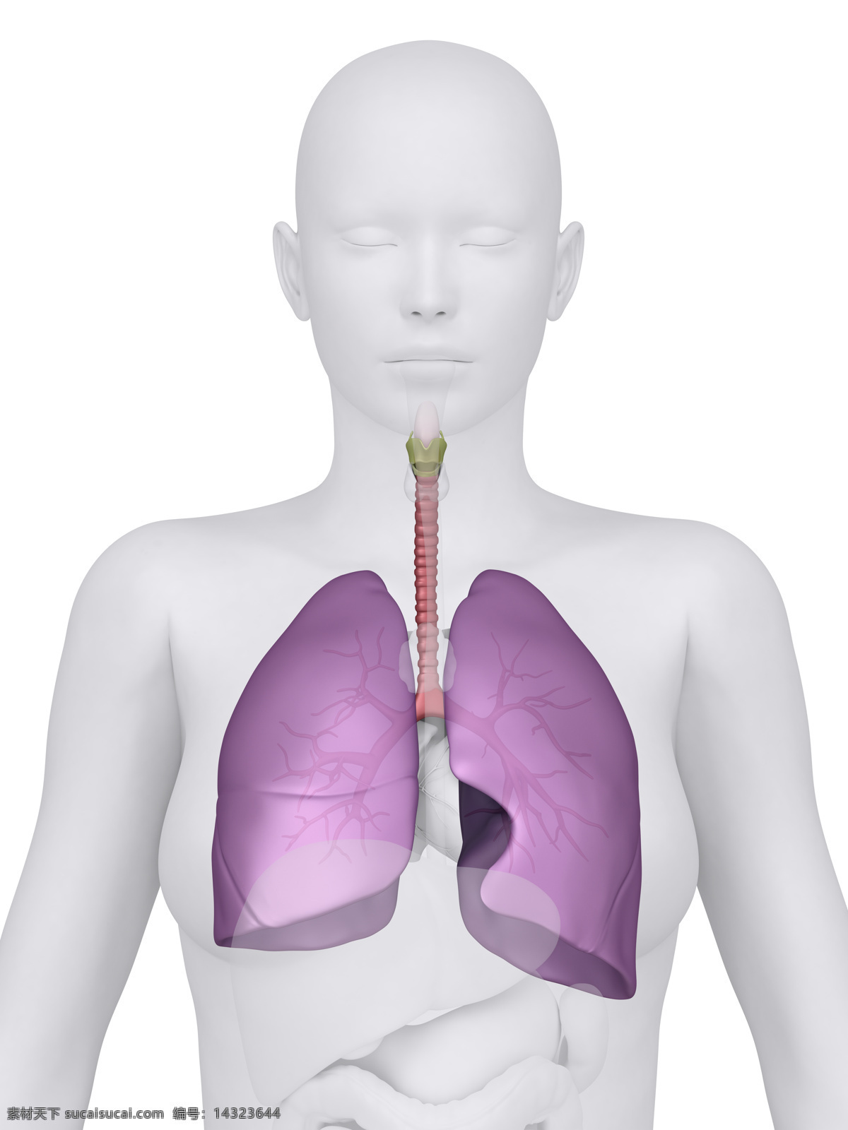 女性 肺 器官 女性器官 肺器官 人体器官 医疗科学 医学 人体器官图 人物图片