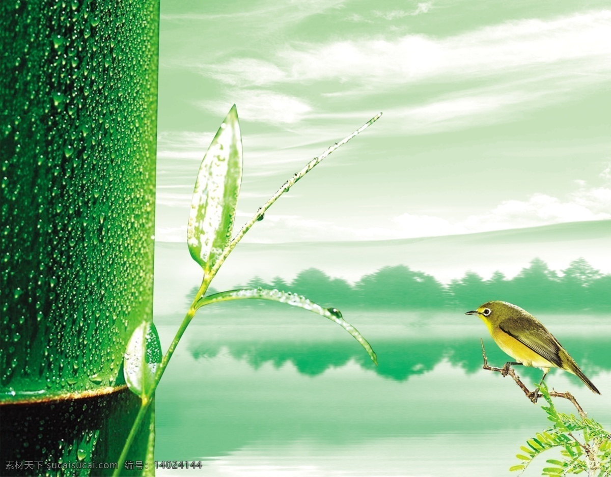绿色背景 绿色 背景 春天 鸟 竹子 水珠 茶文化