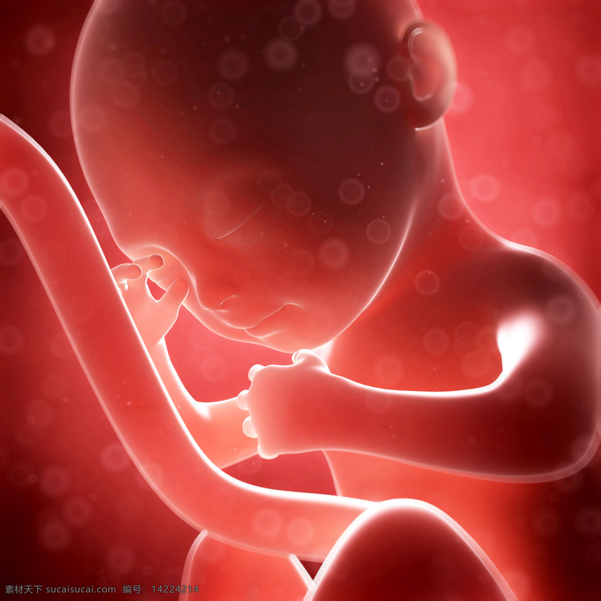 发育中的胚胎 唯美 炫酷 3d 胚胎 发育 婴儿 早期婴儿 初期婴儿 怀孕 子宫里的婴儿 产科 妇产科 早期胚胎 科学 医疗 生命延续 繁殖 3d设计