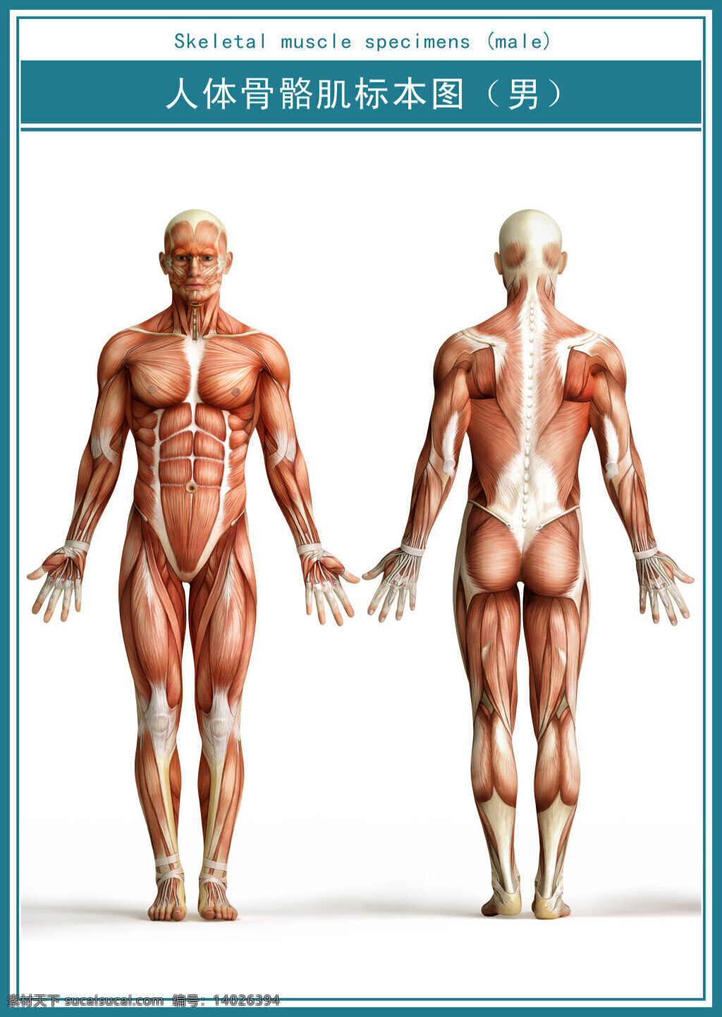 医学 展板 人体 全身 肌肉 标本 图 超 清 骨骼肌 肌肉标本 白色