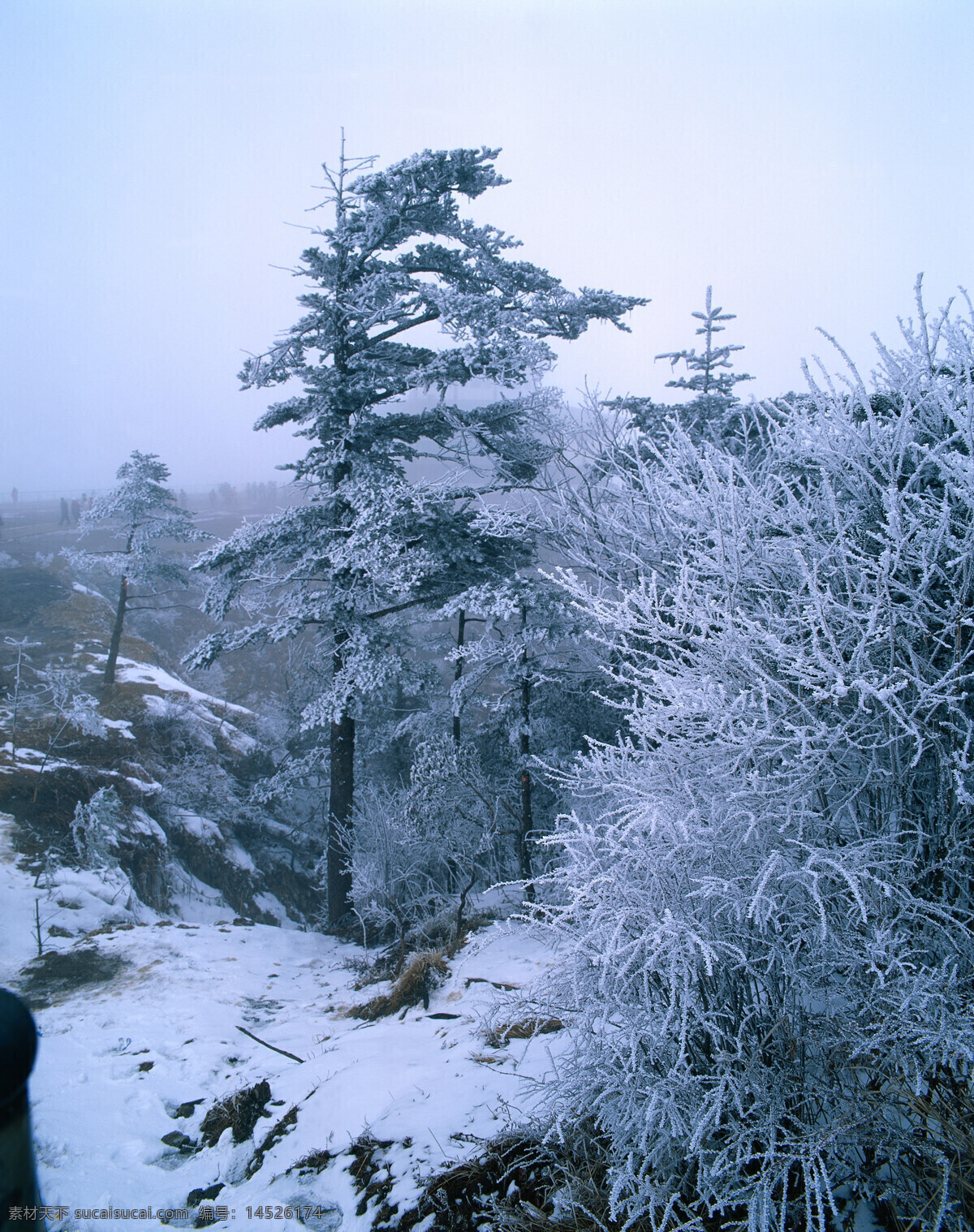 冬天 雪景 大自然 自然风景 美丽风景 美景 景色 风景摄影 旅游景区 旅游风景 旅游奇观 雪地 冬天风景 冬季雪景 冬季树木 雪景图片 风景图片
