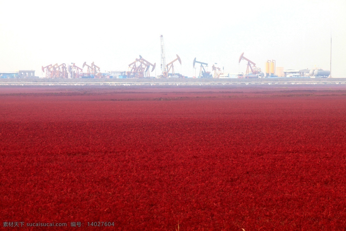 辽宁 盘锦 红海 滩 风景