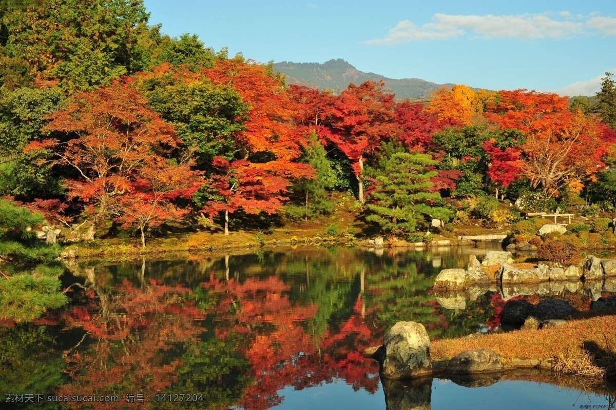 秋天红枫 自然景观 山水风景 大自然 摄影图库