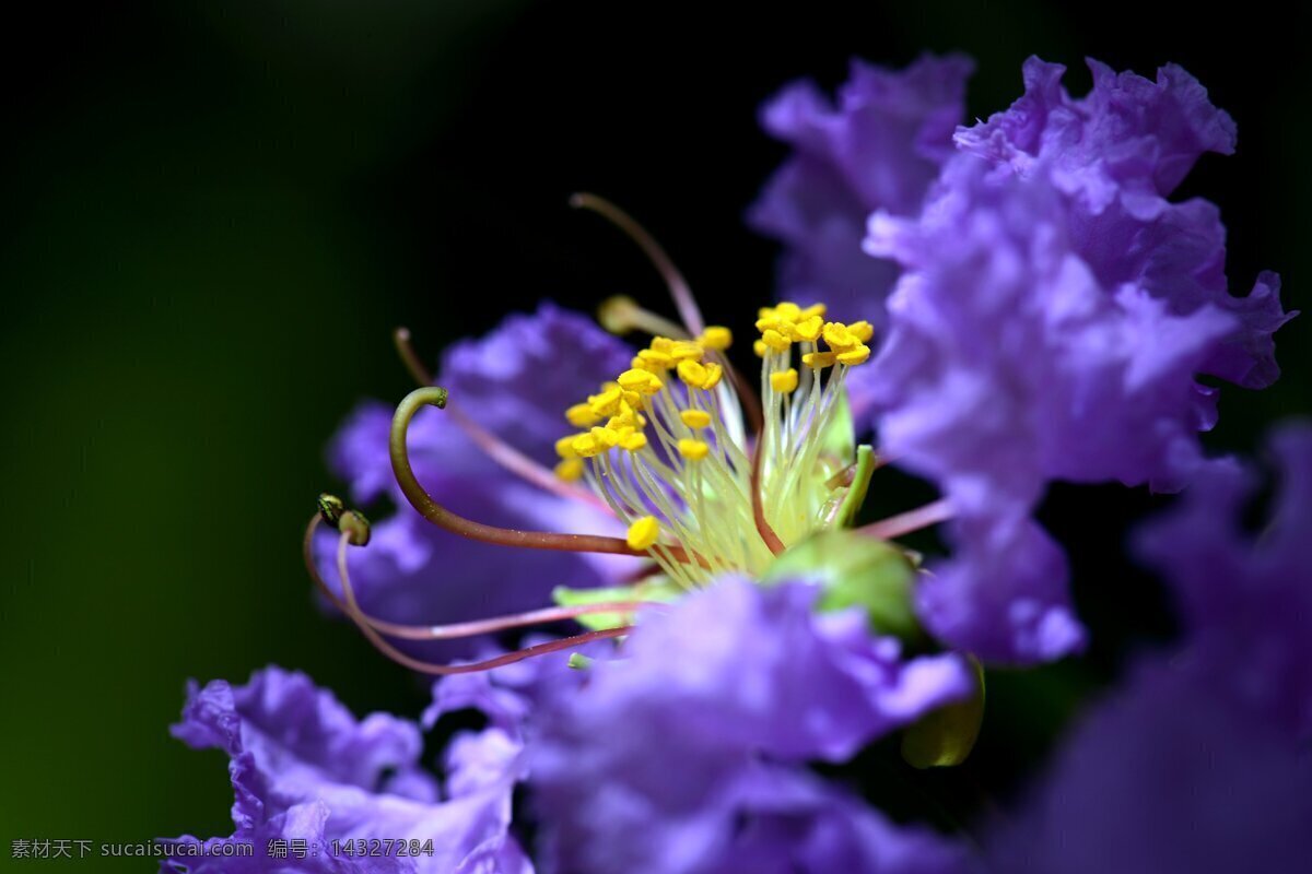 美丽 紫色 花朵 高清 花瓣 花蕊 紫色花朵 紫花