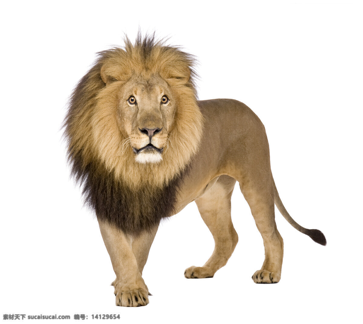 狮子图片 狮子 动物 精美图片 印刷适用 高清图片 创意图片 生物世界 野生动物 摄影图库