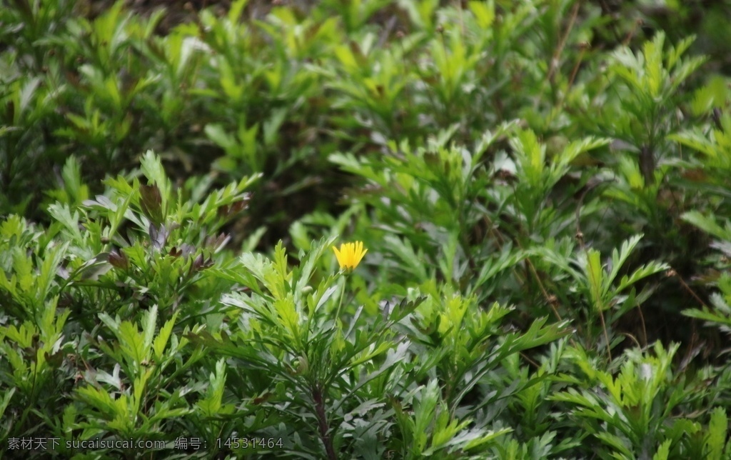 黄金菊 菊花 黄花 绿丛中一朵花 罗马春黄菊 自然景观 自然风景