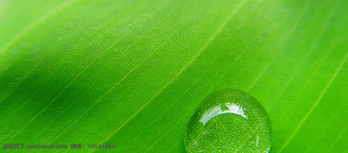 花纹 边框 花簇 绿色 花框 装饰 元素 底纹 壁纸 大气 小清新 植物 春天 夏天 展板 背景底纹 底纹边款 宣传单 绿色元素 高清 唯美 绿色背景底纹 装饰素材大全 小元素 新鲜 海报背景 背景 图案 淘宝背景 免扣