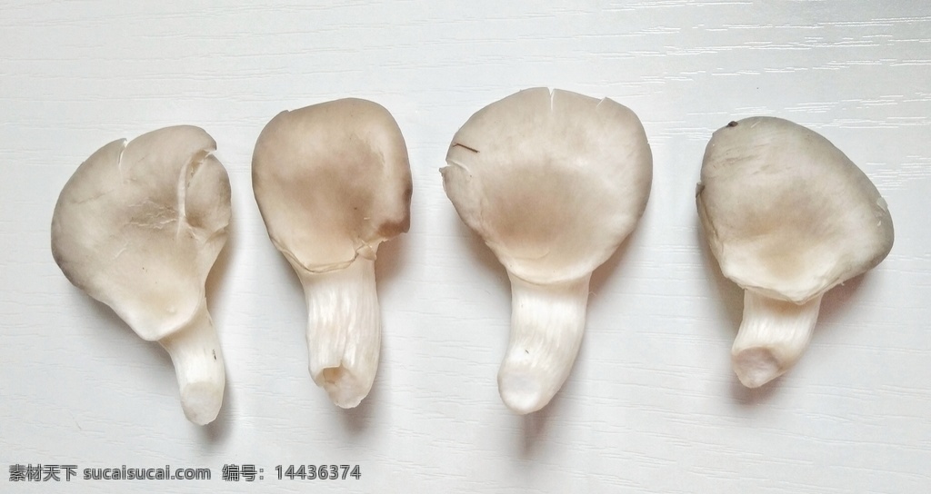平菇 蘑菇 真菌 食用 火锅菜 火锅食材 营养 食材 生物世界 蔬菜