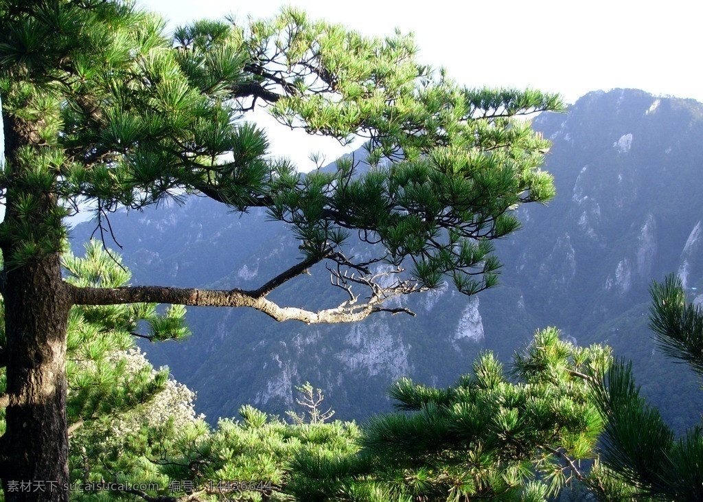 黄山风光 黄山 迎客松 高山 安徽 森林 森林公园 松树 群山 生态 自然 安徽黄山 自然风景 旅游摄影