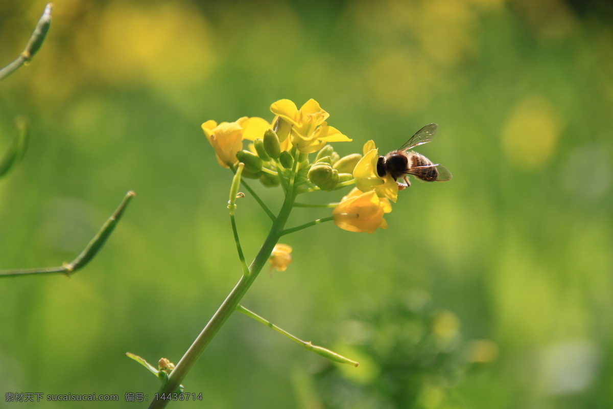 油菜花 蜜蜂 金色 丰收 田园 花草 生物世界