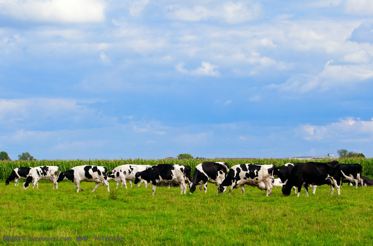 草原奶牛群 奶牛 草原 牧场 牛奶 天空 白云 家禽家畜 生物世界
