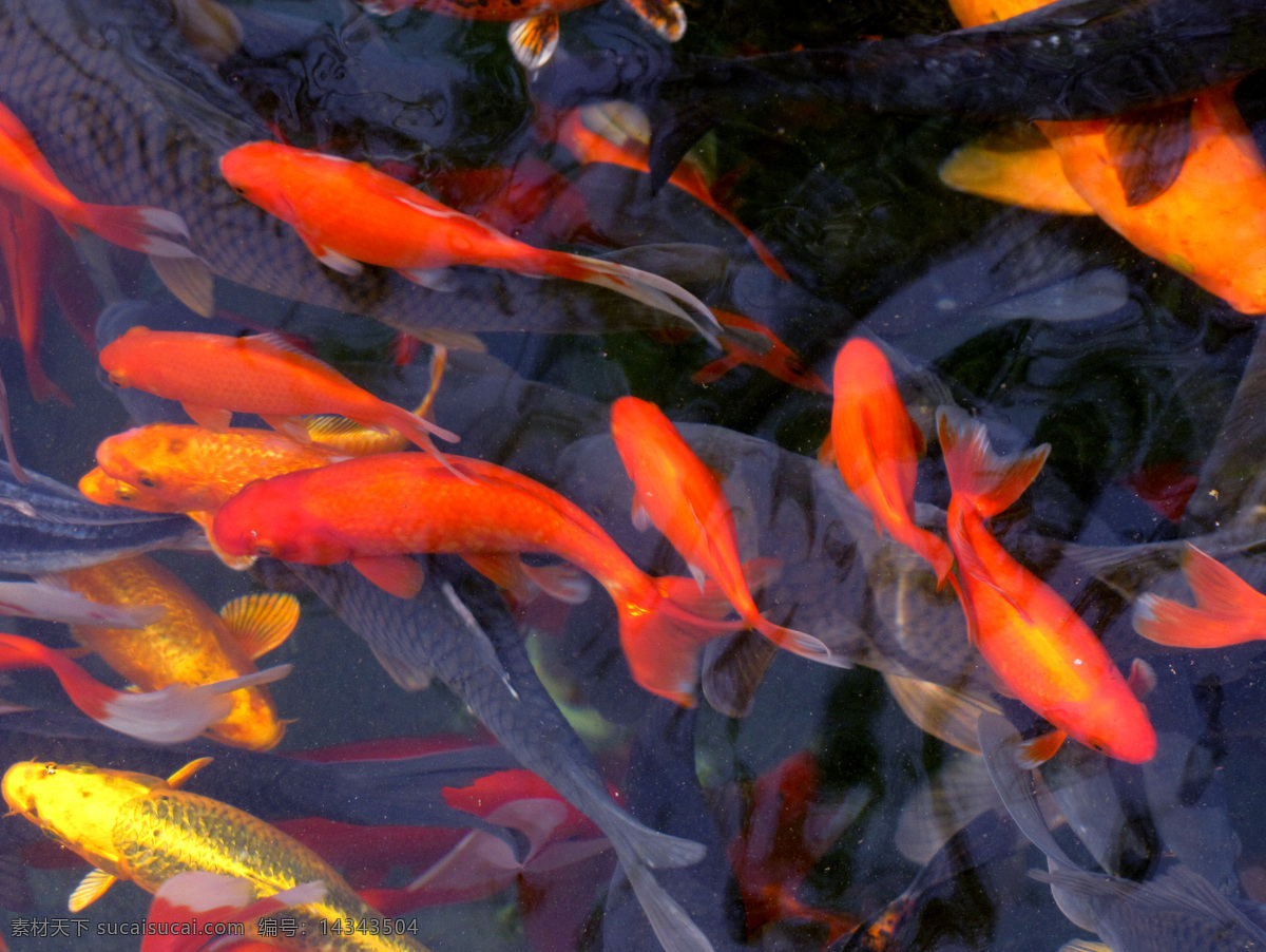 鱼群 观赏鱼 红色鲤鱼 彩斑鱼 鲤鱼 群与游荡 水生类图库 鱼类 生物世界