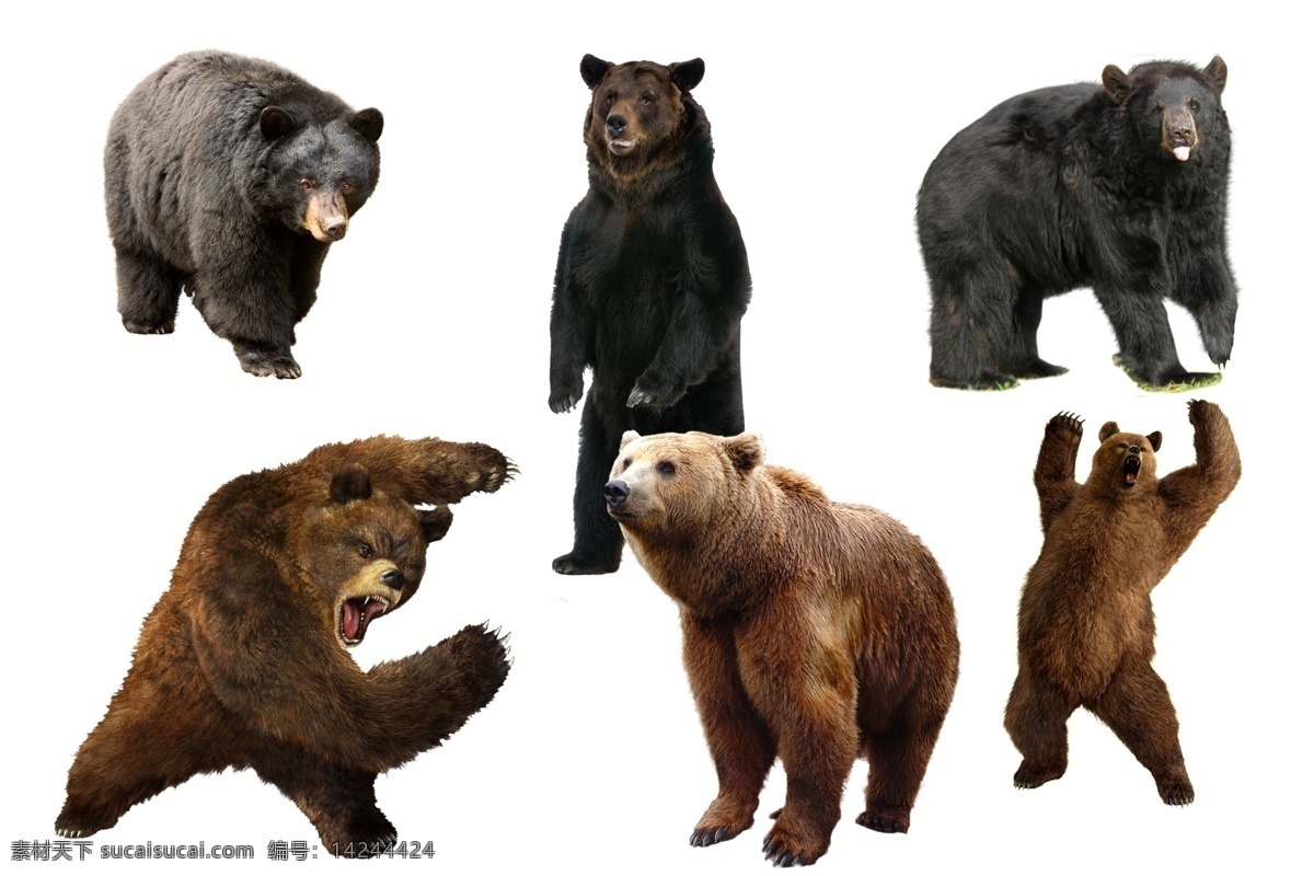 熊抠图 透明素材 png抠图 黑熊 大棕熊 熊大 熊二 动物 怪兽 野兽 非 原创 透明 合 辑 分层