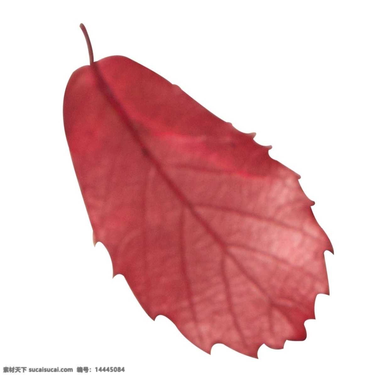 实拍 秋天 红色 树叶 叶 叶子 红色叶子 枫叶 红色枫叶 红色枫叶叶子 枫树叶子