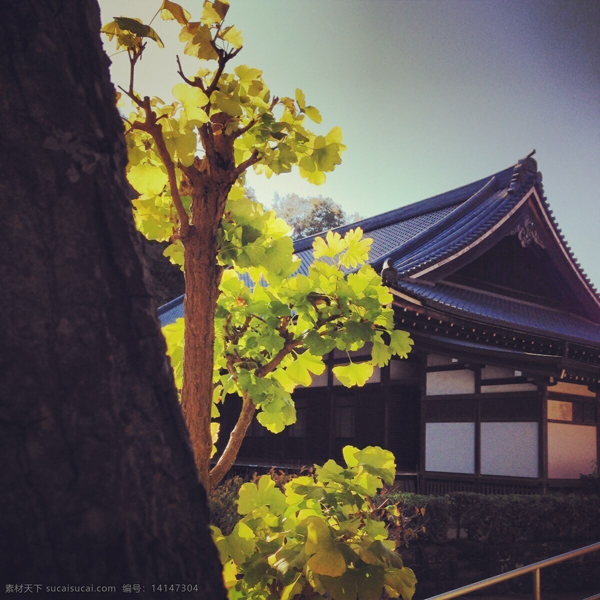 日本建筑 日本 建筑 住宅 树 房屋 清新 建筑摄影 国外 旅游 国外旅游 旅游摄影