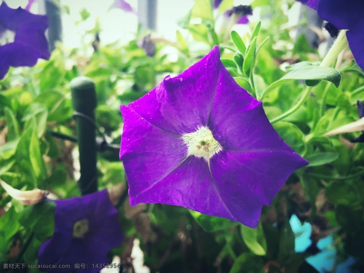 牵牛花 花卉 紫色 花朵 盛开 春天 夏季 矮牵牛 植物 自然 美丽 花草 绿植 生物世界