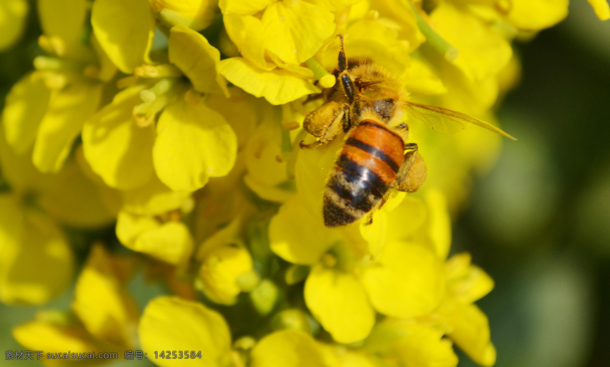 蜜蜂免费下载 黄花 昆虫 蜜蜂 生物世界 采花粉 景深