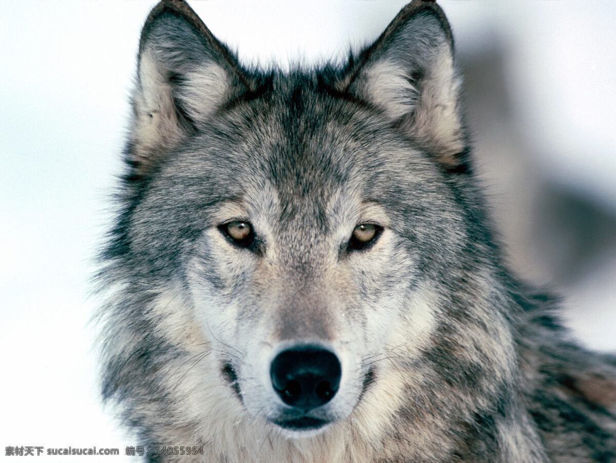 头狼 狼 眼神 凶神 深邃 生物世界 野生动物
