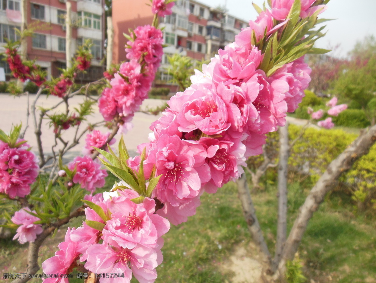 梅花 春天 粉色花朵 高清图片 花草 生物世界 树枝 一串花 psd源文件