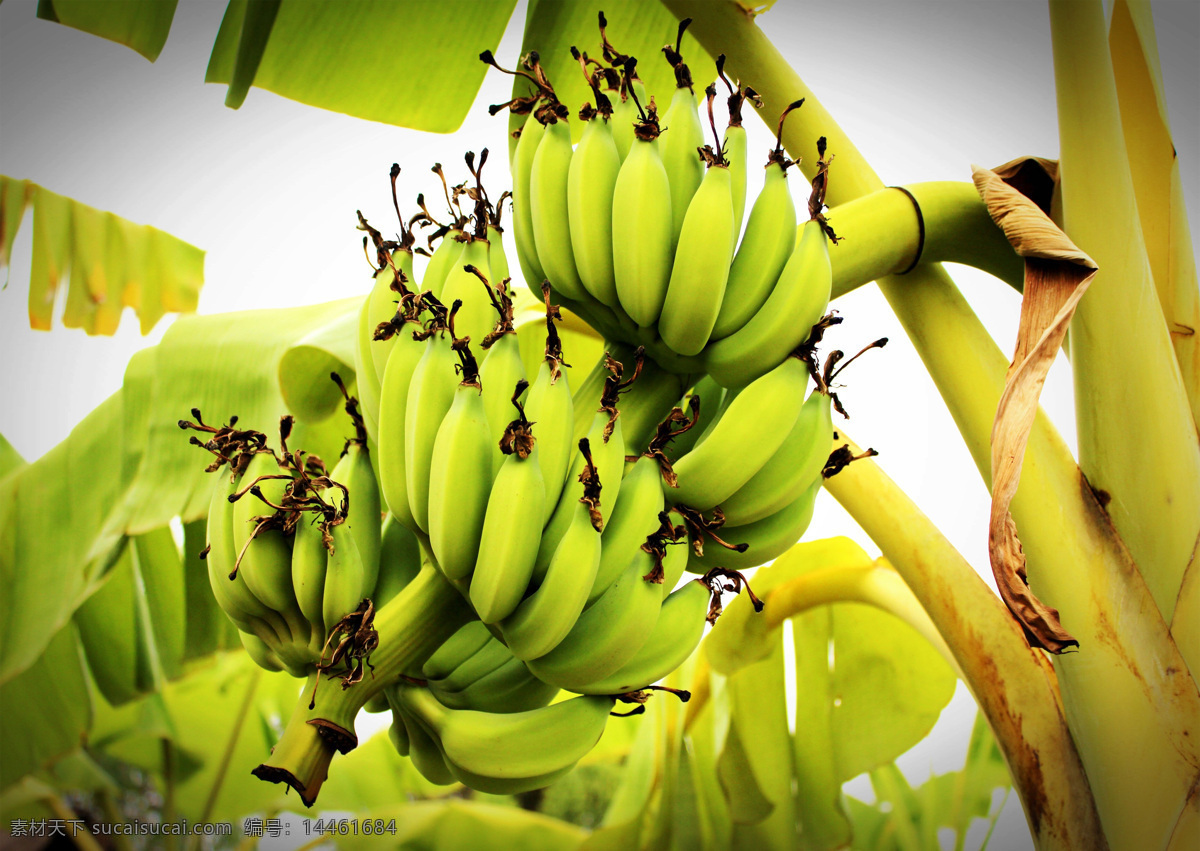 香蕉树 香蕉 金蕉 弓蕉 水果 香蕉素材 香蕉特写 新鲜水果 水果壁纸 水果素材 水果特写 香蕉壁纸 果蔬 水果蔬菜 芭蕉科 芭蕉属