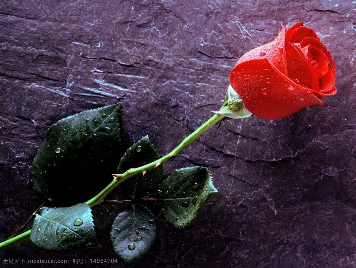 玫瑰花 背景 墙纸 背景墙 壁纸 红玫瑰 玫瑰 石头 zybj061 重友3 待放的玫瑰 玫瑰花苞 娇艳 石头上的玫瑰 装饰素材