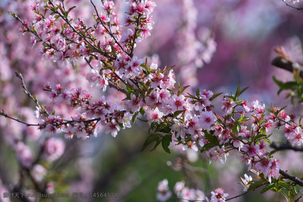 高清春光中的桃花 阳光中的桃花 粉嫩桃花 美丽桃花挂枝头
