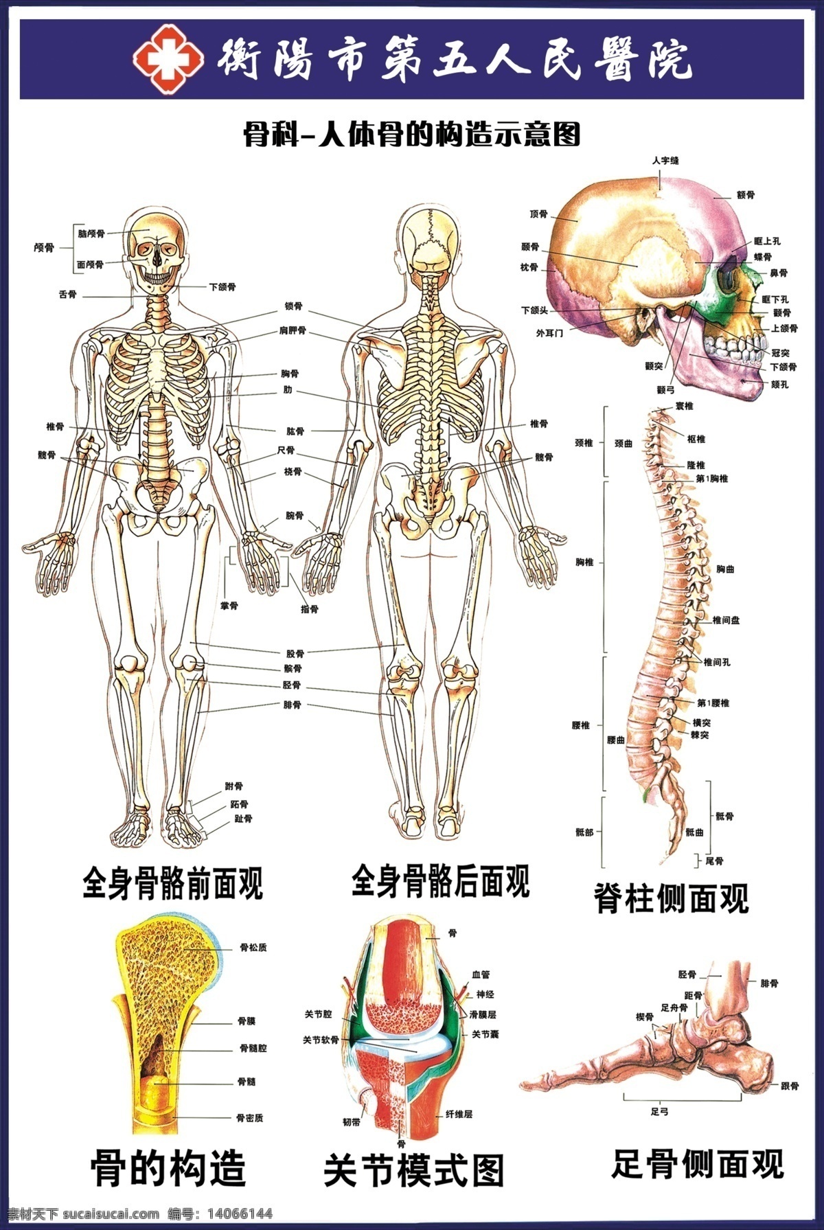 骨的构造图 骨的构造 关节模式图 足骨侧面观 医院 医院素材 医疗展板 展板背景 医学 骨科 示意图 图解