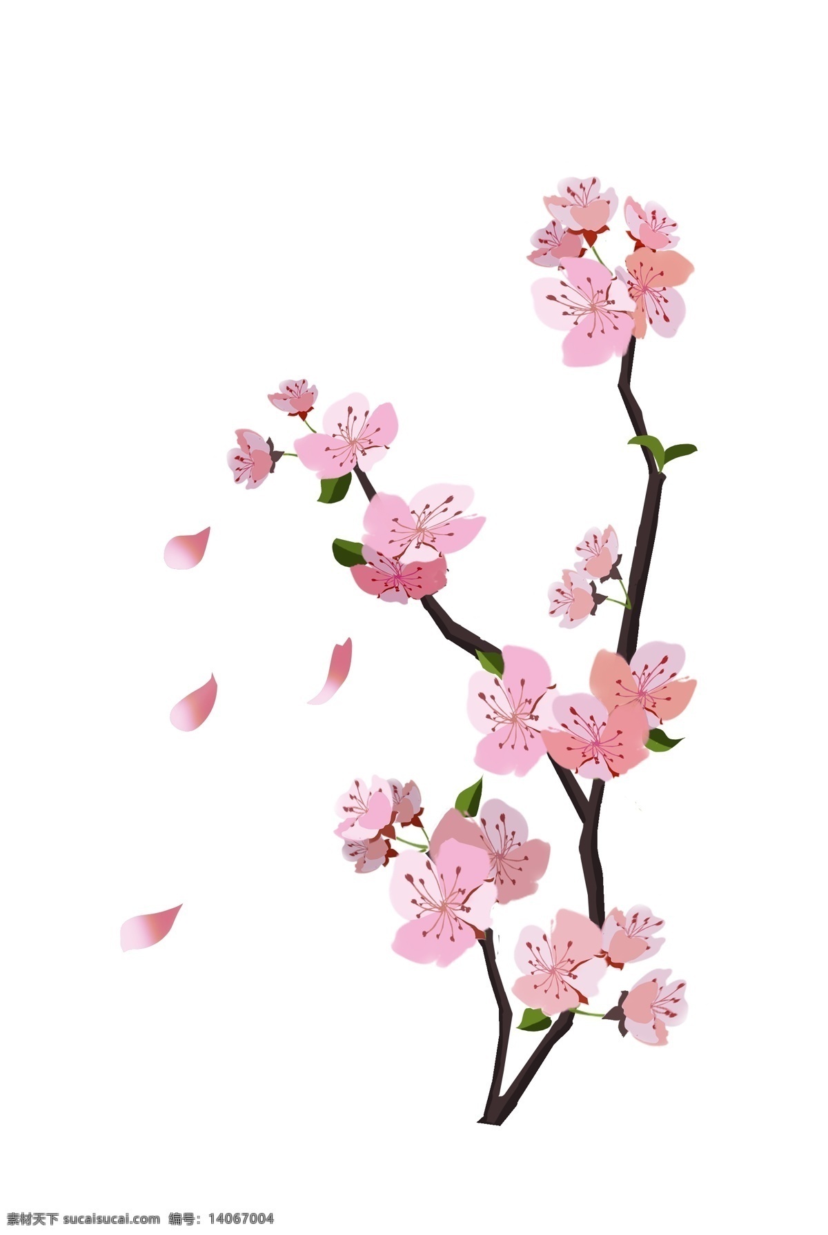 手绘 盛开 桃花 樱花 插画 粉色花朵 插图 花瓣 手绘樱花 樱花插画