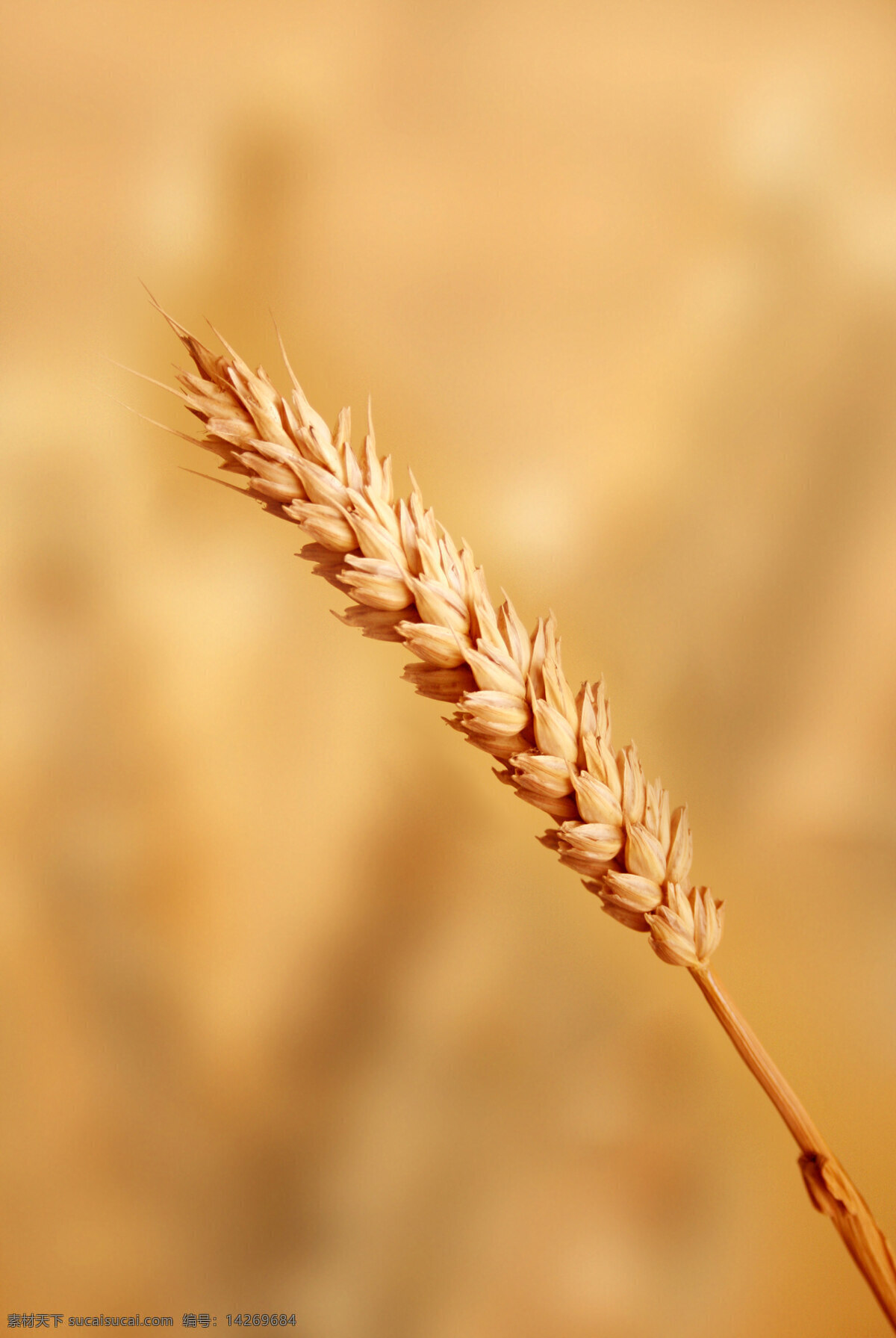 小麦免费下载 小麦 医院医疗