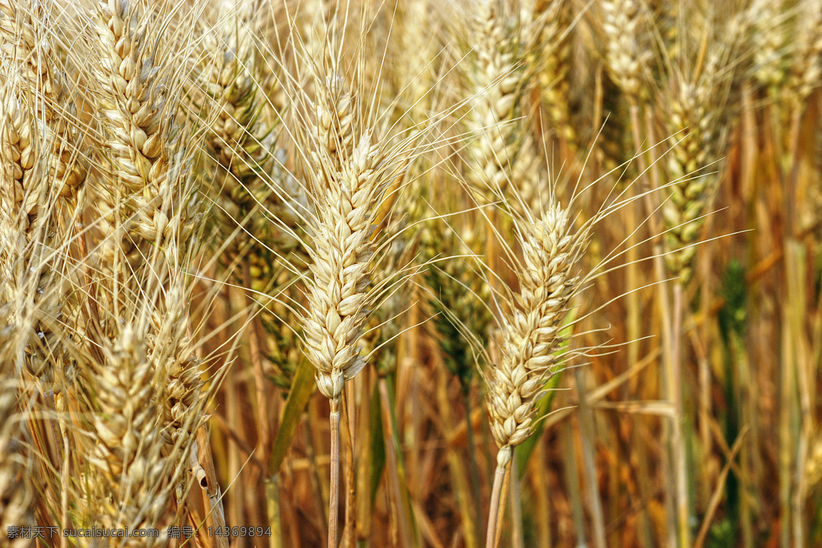 小麦图片 小麦 麦田 一把小麦 麦地 丰收 收获 田园风光 自然景观